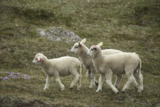 Domestic sheep, free-ranging in the tundra, Northern Norway, Scandinavia