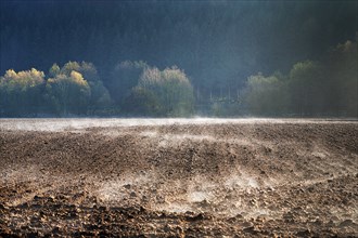 Precipitation evaporates on a field at the edge of a forest, autumnally coloured trees in the