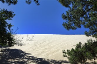 Pine forest at a shifting sand dune, Dune du Pilat, dune near Arcachon, blue sky, Gironde,