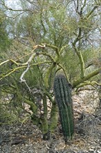 Saguaro (Carnegiea gigantea) growing through the branches of the Foothill Palo Verde, a yellow