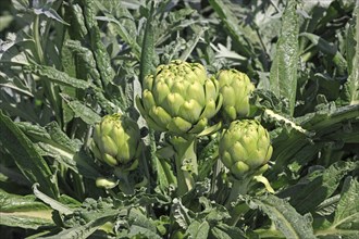 Globe Artichoke (Cynara scolymus)