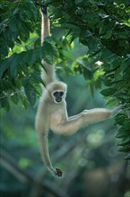 White-handed (primates) gibbon (Hylobates lar) (animals) (mammals) (apes) (apes) (southeast asia)