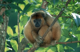 Black Howler (Alouatta caraya) Monkey, female, Schwarzer Bruellaffe, weiblich, Schwarzer Brüllaffe