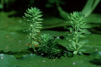 Parrotfeather leaves (Myriophyllum aquaticum)