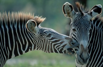 Grevy's Zebras (Equus grevyi), pair, grooming