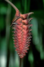 Lobster Claw (Heliconia platystachys)