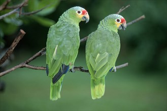 Red-lored Amazons, Honduras (Amazona autumnalis autumnalis)