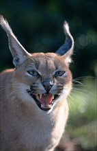 Caracal (Felis caracal), desert lynx