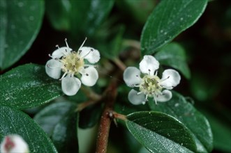 Mistletoe (Viscum)