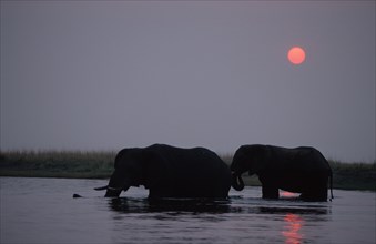 African Elephants (Loxodonta africana) at sunset in Chobe river, Chobe national park, Botswana,