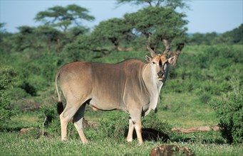 Common Eland (Taurotragus oryx), male, Samburu Game Reserve, Kenya (Tragelaphus oryx), side