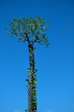 Didieraceae in spring, Madagascar, Africa