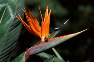 Strelitzia (Strelitzia reginae), South_Africa