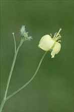 Arugula (Eruca vesicaria sativa), Rauke, Nutzpflanzen (useful plants), Kreuzbluetler, Brassicaceae,