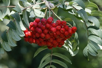 Rowan (Sorbus aucuparia) Ash, Germany, Eberesche, Deutschland, Europa, europe, Pflanzen, plants,