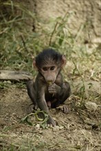 Cub, olive baboon (Papio cynocephalus anubis), Nakuru National Park, olive baboon, Anubis baboon