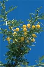 Acacia (Acacia), South_Africa