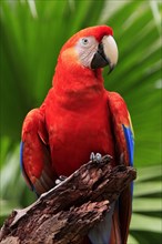 Scarlet Macaw (Ara macao), Honduras, Central America