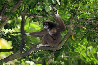 White-handed gibbon (Hylobates lar)