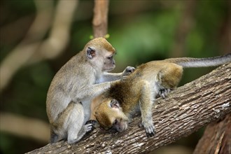 Long-tailed macaque, mutual grooming, Labuk Bay, Sabah, Borneo (Macaca facicularis), long-tailed