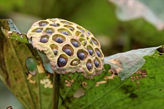 Indian Lotus (Nelumbo nucifera), seedhead Kota Kinabalu, Sabah, Borneo, Malaysia, Asia