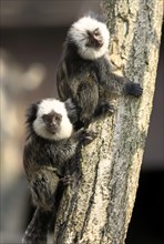 White-faced Marmosets, youngs, Brazil (Callithrix jacchus geoffroyi)