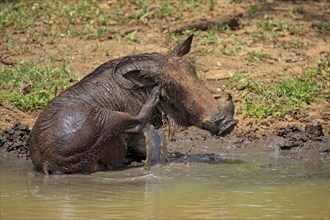 Warthog, Mkuze Park, desert warthog (Phacochoerus aethiopicus)