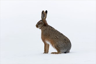 European hare (Lepus europaeus) in the snow in winter, Germany, Europe