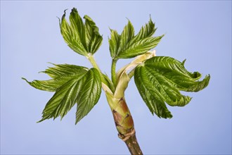 Sycamore maple (Acer pseudoplatanus) bud with new leaves