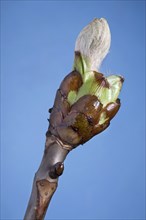 Horse-chestnut (Aesculus hippocastanum), Conker tree bud with leaf emerging, Belgium, Europe