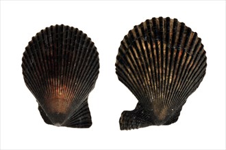 Mimachlamys varia, chlamys varia, Variegated scallop (Mimachlamys varia), Variegated scallops,