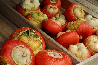 Pumpkins 'Turkish turban' (Cucurbita maxima), pumpkin, pumpkins, gourds, pumpkin, gourds, Turkish