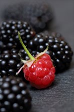 Raspberry (Rubus idaeus) and Rubus fruticosus (Rubus fruticosus)