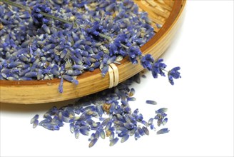 Lavender flowers (Lavandula angustifolia) dried