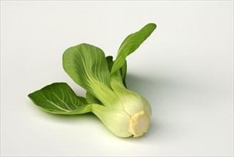 Pak-choi, Chinese mustard cabbage, Bok choy (Brassica chinensis), Paksoi