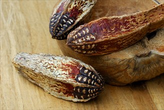 Mahogany seed capsules (Meliaceae)