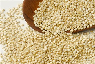 Quinoa (Chenopodium quinoa)