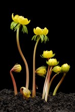 Winter aconites (Eranthis hyemalis)