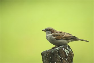 Male House Sparrow (Passer domesticus) in Bad Schönborn, Baden-Württemberg, Germany, Europe