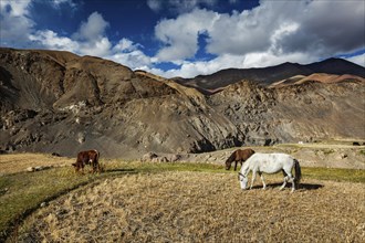 Horses and cow grazing in Himalayas. Rupshu Valley, Ladakh, India, Asia