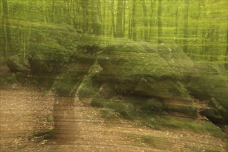 Photo art in the forest with rocks with moss, birch trunk, spring, motion blur, wiper, Bremthal,