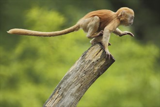 Javan lutung (Trachypithecus auratus), juvenile, climbing, captive