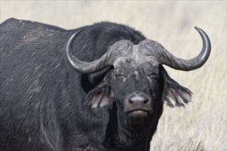 Cape buffalo (Syncerus caffer), adult male in tall dry grass, eye contact, animal portrait,