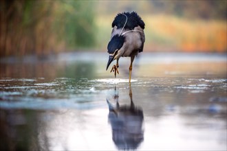 Black crowned night heron (Nycticorax nycticorax) foraging in the water, Pusztaszer, Hungary,