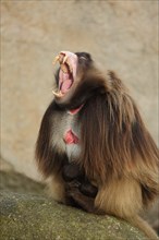 Male (Theropithecus gelada) jelada with dentition and teeth, open mouth, threatening, captive