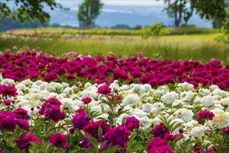 Peony fields near Pirna