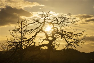 The Leopoldsnase viewpoint is a lookout point near Rathen. Dead pine in the evening light. The