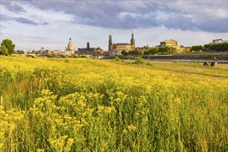 Flowering Elbe meadows in Dresden's Old Town with silhouette