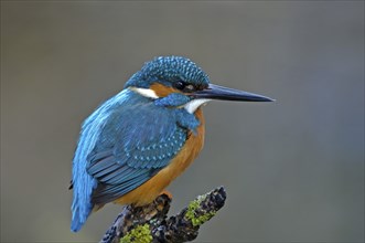 Common kingfisher (Alcedo atthis) sitting on a lichen-covered branch waiting for prey