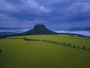 The Lilienstein in a blossoming rape field in the evening with fog and stormy skies